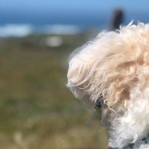 Meet your Posher, Junior